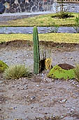 Chivay, the san pedro cactus